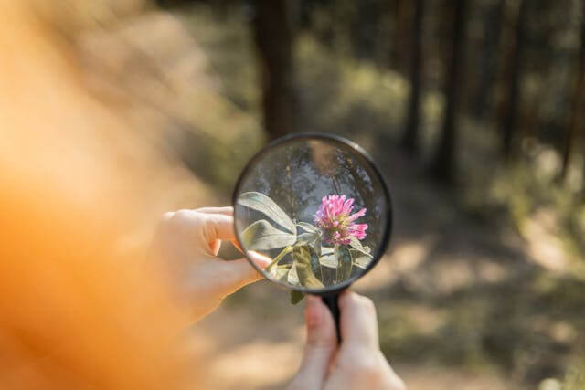 Magnifying glass over flowers representing clear website forms and transparent data collection